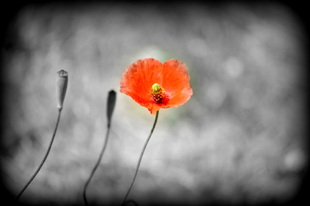 Poppy in the fieldの写真素材
