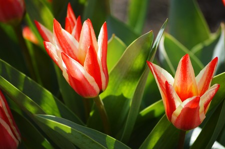 Red tulips in gardenの写真素材