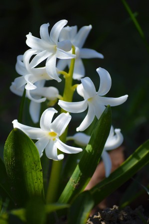 Snow drops in the springの写真素材