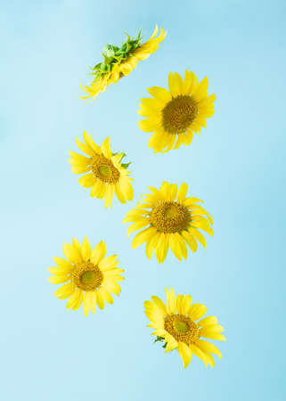 Elegant yellow sunflowers falling. Blue background with minimal layout composition