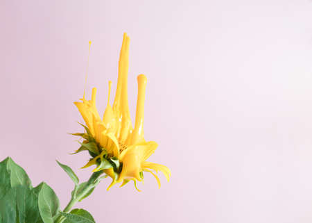 Yellow sunflower melting on a pink background. Minimal summer layout.