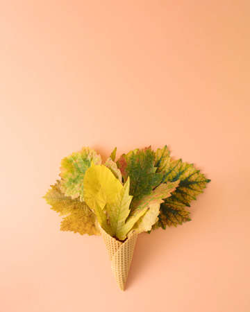 Leaves in a cone with beautiful colors on an orange background. Minimal autumn flat lay