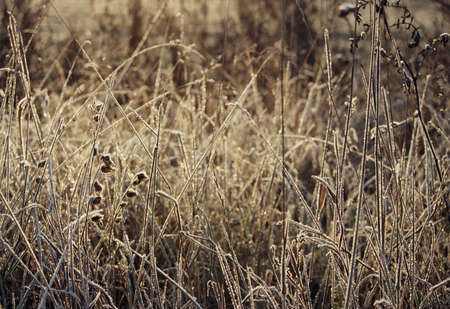 The dry grass covered with hoarfrost sparkles in sun beamsの写真素材