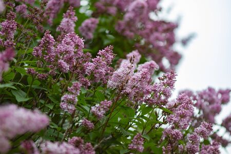 Botanical concept: giant Lilac bushes beginning to bloom, young flowers, spring.の写真素材