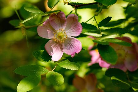 Botanical concept: Pink wild rose blooming on sunny spring dayの写真素材