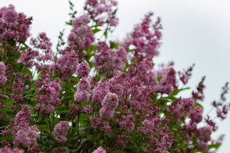 Botanical concept: giant Lilac bushes beginning to bloom, young flowers, spring.の写真素材