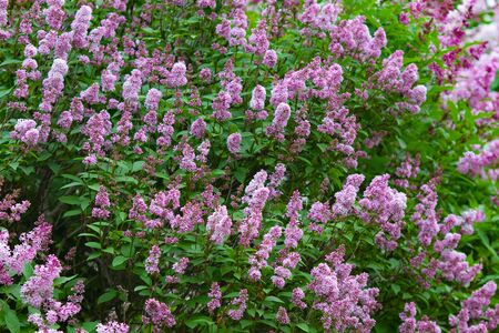 Botanical concept: giant Lilac bushes beginning to bloom, young flowers, spring.の写真素材