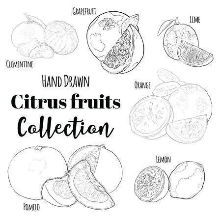 Hand Drawn Black and White Exotic Tropical Citrus Fruit Clementine Grapefruit Lime Orange Lemon Pomelo Collection Setのイラスト素材
