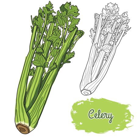 Hand drawn colorful celeryのイラスト素材