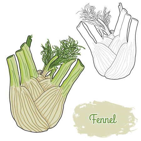 hand drawn colorful fennelのイラスト素材