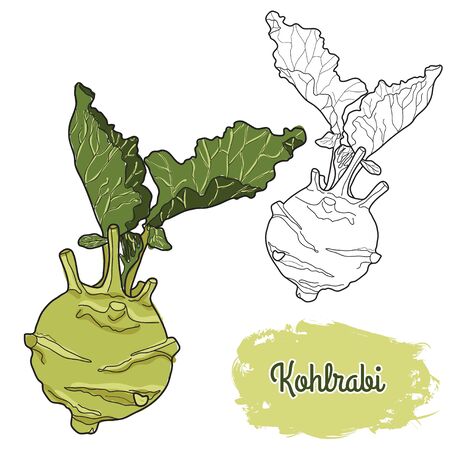 hand drawn colorful kohlrabiのイラスト素材