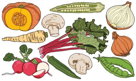 Sketchy hand drawn colorful vegetablesのイラスト素材
