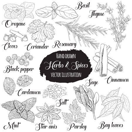 Vector Hand Drawn Vintage Style Culinary Herbs and Spices Setのイラスト素材