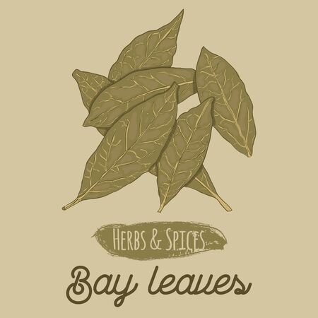 Hand Drawn Colorful Herbs and Spices Bay Leavesのイラスト素材