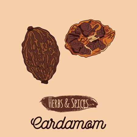 Hand Drawn Colorful Herbs and Spices Cardamomのイラスト素材