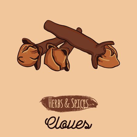 Hand Drawn Colorful Herbs and Spices Clovesのイラスト素材