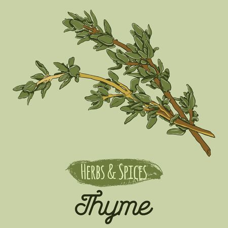 Hand Drawn Colorful Herbs and Spices Thymeのイラスト素材
