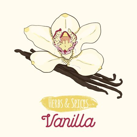 Hand Drawn Colorful Herbs and Spices Vanilla Orchid Flowerのイラスト素材