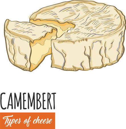 Hand drawn colorful Camembert cheeseのイラスト素材