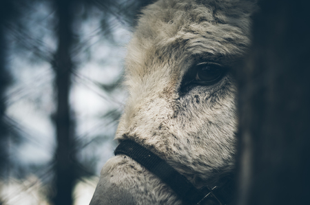 Donkey cagedの写真素材