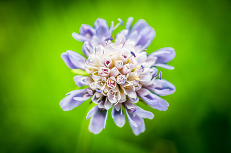 Single flower