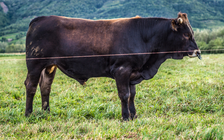 Black bullの写真素材