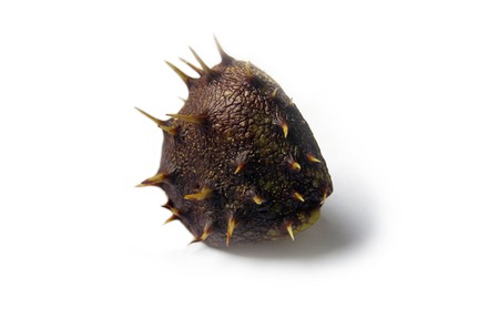 Horse Chestnut Isolated On White Background