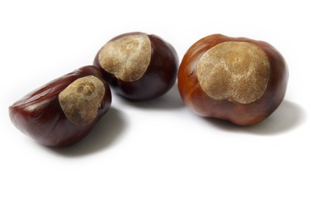 Horse Chestnuts Isolated On White Backgroundの写真素材