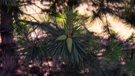 pine tree with small pine cones growing.