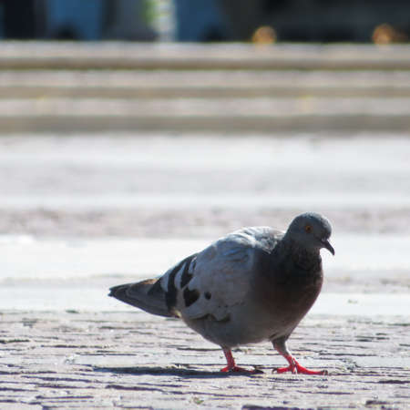 Pigeon walking araund the square. Stairways and blurred background.の写真素材