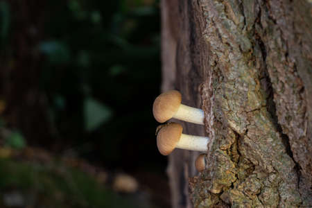 Small mushrooms grow above the bark of the tree.の写真素材