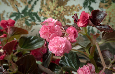 Plants of red ornamental flowers from home.の写真素材