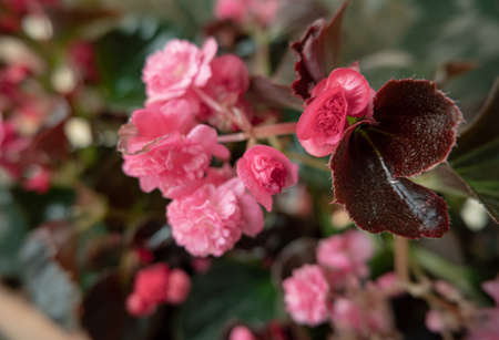 Plants of red ornamental flowers from home.の写真素材