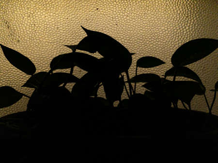 silhouette of a pot of green plants.の写真素材