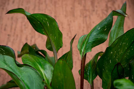 Green plant with red backgroundの写真素材
