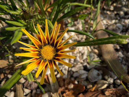 Yellow flowerの写真素材