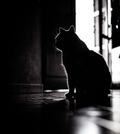 Cat portrait silhouetteの写真素材