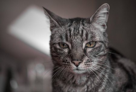 Cat portrait.の写真素材