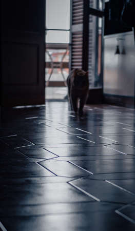 Walking cat indoor.