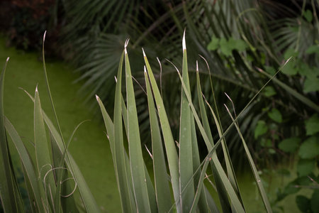 Dense vegetation around a pool of green water.の写真素材