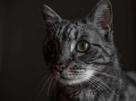 Cat portrait.の写真素材