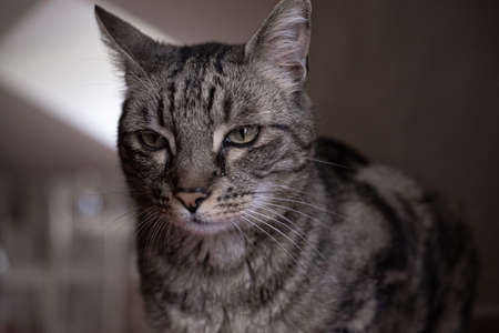 Cat portrait.の写真素材
