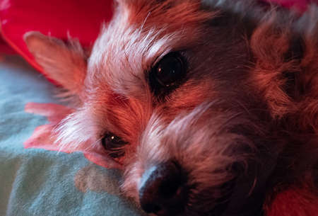 Brown dogの写真素材