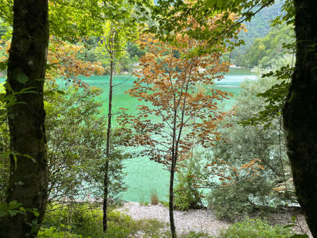 Beautiful image of the lake taken from behind the trees.の写真素材