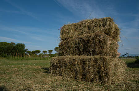 yellow hay bales stacked in the garden.の写真素材