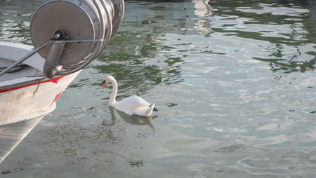 Swan in three water with boatの写真素材