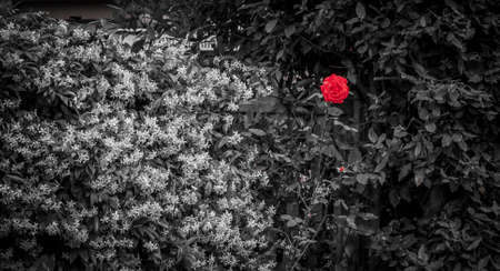 Close-up red rose in the middle of a green bush with white flowers.の写真素材
