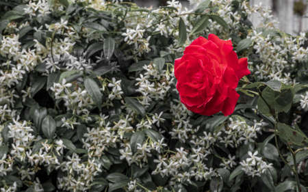 Close-up red rose in the middle of a green bush with white flowers.の写真素材