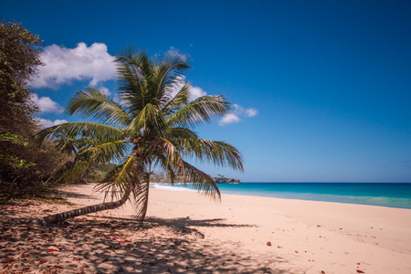 typical caribe beachの写真素材