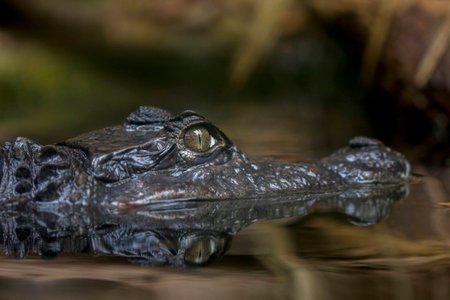 caiman in the waterの写真素材